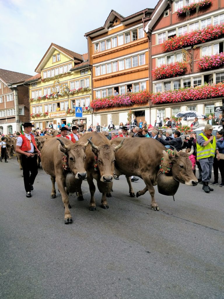 The Swiss Alpabfahrt Cow Parade - Mom in Zurich